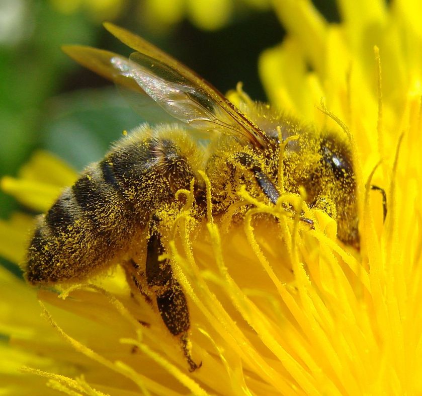 1024px-Pollination_Bee_Dandelion_Zoom