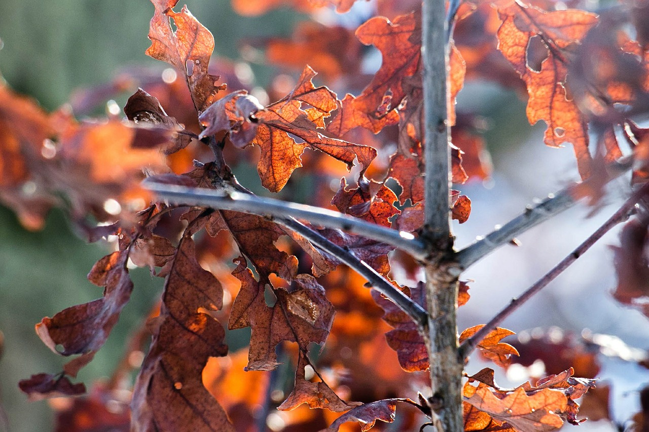 oak-leaves-627946_1280