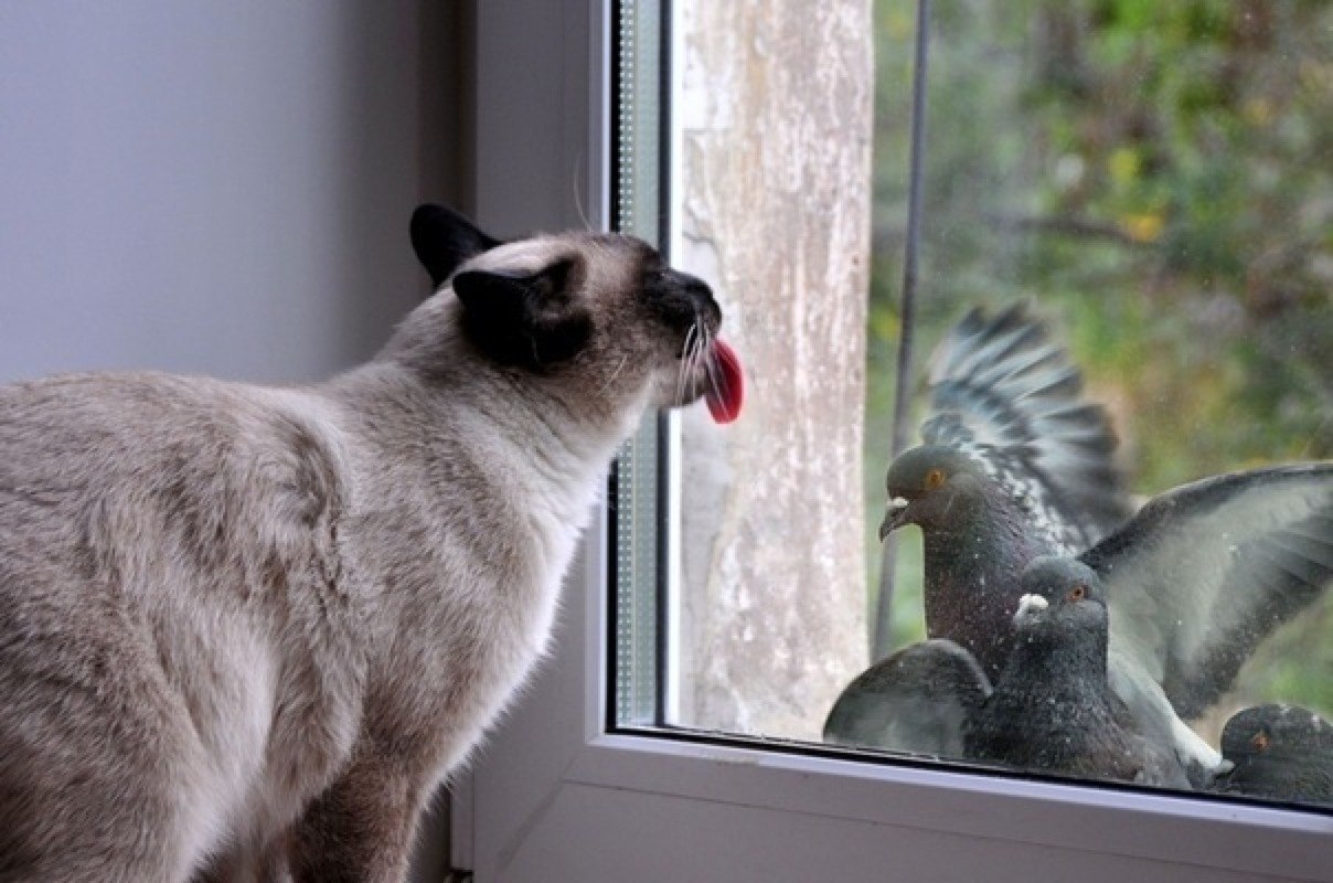 cat-licking-window